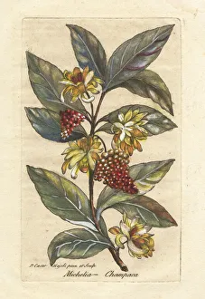 Champak, Magnolia champaca