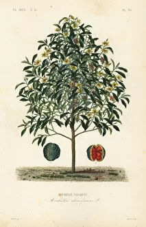 Medicale Collection: Champak tree, Magnolia champaca