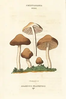 Agaricus Prints: Champignon mushroom, Agaricus pratensis