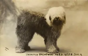 Sheep Dog Prints: Champion Brentwood Hero - Old English Sheepdog