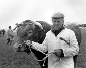 Wadebridge Prints: Champion bull at the Royal Cornwall Show