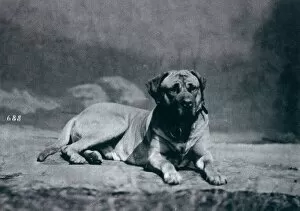 Alston Gallery: CHAMPION-COLONEL Dog owned by Richard Alston Date: 1879
