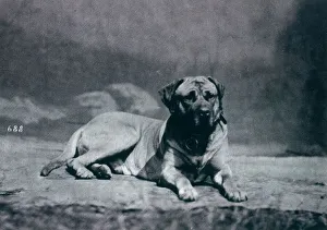 Alston Gallery: CHAMPION-COLONEL Dog owned by Richard Alston Date: 1879