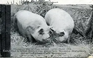 Champion Crossbred Pigs at London Cattle Show, Dorset