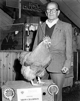 Wadebridge Prints: Champion hen at the Royal Cornwall Show
