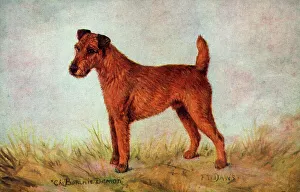 Botanic Prints: Champion Irish Terrier - Ch. Botanic Demon