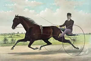 The champion pacer Johnston, by Bashaw Golddust. Named for a