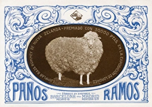 Live Stock Collection: Champion Romney Marsh Sheep