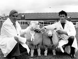Two champion sheep at the Royal Cornwall Show