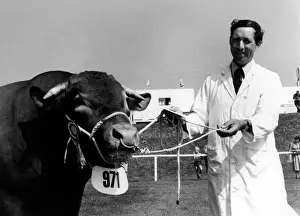 Champion South Devon Bull at the Royal Cornwall Show
