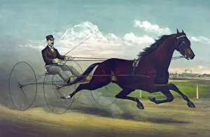 Stallion Prints: Champion Stallion George Wilkes, the great sire of trotters