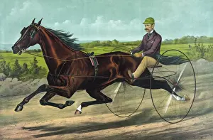 Stallion Prints: The champion Stallion Maxy Cobb by Happy Medium