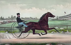 Blanco Prints: The champion trotting stallion Smuggler owned by H. S. Russel