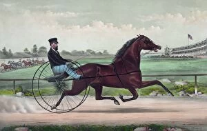 The champion trotting stallion Smuggler owned by H.S. Russel