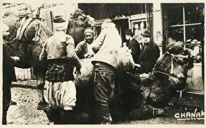 Chanakkale (Chanak, formerly Dardanellia ) on the Turkish Dardanelles coast (Gallipoli Peninsula) - Loading a Camel Train. Date: 1923