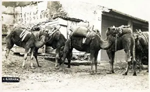 Chanakkale (Chanak, formerly Dardanellia ) on the Turkish Dardanelles coast (Gallipoli Peninsula) - A Camel Train. The correspondent of this card notes that the camels look nice, but OH how they stink and they make the footpaths SO slushy
