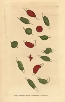 Microscopic Prints: Changeable cercaria, Cercaria mutabilis