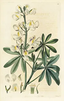 Andean Collection: Changeable-coloured lupine, Lupinus mutabilis