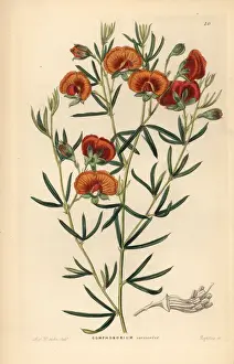 Changeable gompholobium, Gomphobobium versicolor