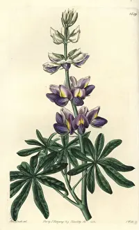 Changeable lupinus, Lupinus mutabilis