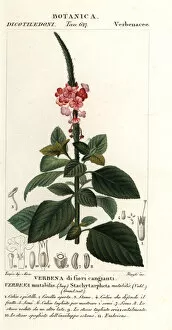 Turpin Collection: Changeable velvetberry, Stachytarpheta mutabilis