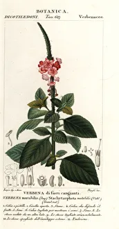 Images Dated 26th March 2020: Changeable velvetberry, Stachytarpheta mutabilis