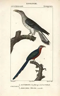 Cuckoo Prints: Channel-billed cuckoo and chestnut-breasted malkoha