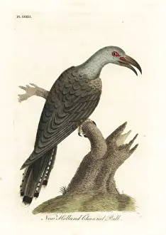 Cuckoo Prints: Channel-billed cuckoo, Scythrops novaehollandiae