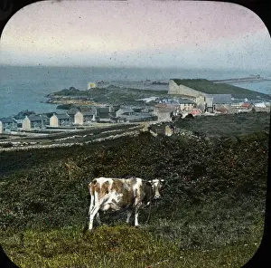 The Channel Islands - Alderney cow