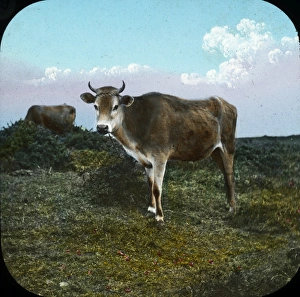 The Channel Islands - Jersey Cow The Channel Islands - Jersey Cow