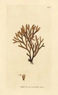 Channelled fucus, Pelvetia canaliculata
