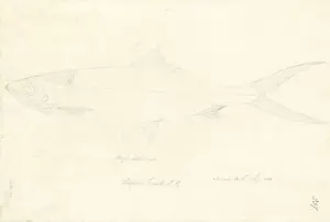 1754 1794 Prints: Chanos chanos, milkfish