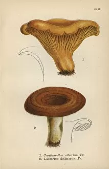 Agaric Gallery: Chantarelle, Cantharellus cibarius 1, and milky