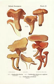 Chanterelle Gallery: Chanterelle mushrooms