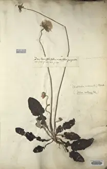 Sloane Prints: Chaptalia nutans, silverpuff
