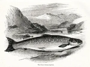 Alpinus Gallery: Char (Salmo alpinus)
