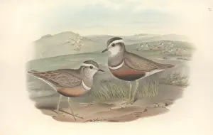 Charadrius Prints: Charadrias morinellus, Eurasian dotterel