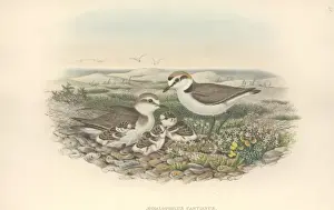 Charadrius Prints: Charadrius alexandrinus, Kentish plover