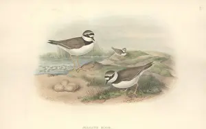 Charadrius Prints: Charadrius dubius, little ringed plover