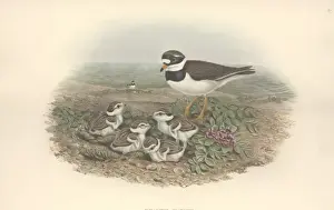 Charadrius Prints: Charadrius hiaticula, common ringed plover