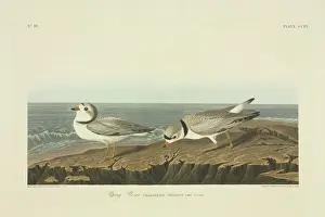 Pair Prints: Charadrius melodus, piping plover