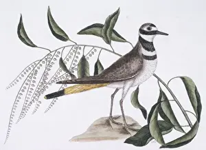 Charadrius Prints: Charadrius vociferus, kildeer