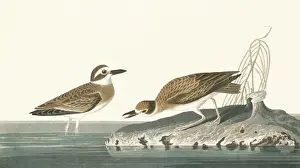 Plover Prints: Charadrius wilsonia, Wilsons plover