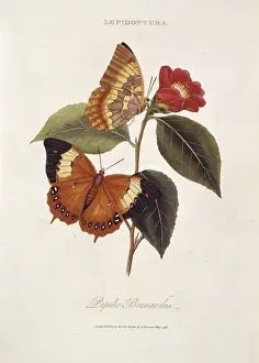 Charaxes Prints: Charaxes bernardus, tawny rajah