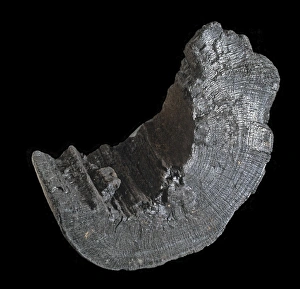 Rocks, Carbon