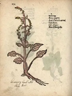 Chard Prints: Chard, Beta vulgaris subsp. vulgaris