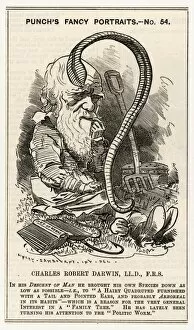Satirical Collection: Charles Darwin studying a worm