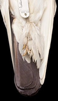 Images Dated 19th July 2012: Charles Darwins pigeons