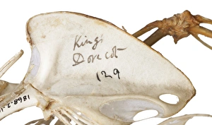 Images Dated 19th July 2012: Charles Darwins pigeons