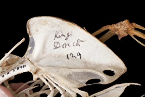 Images Dated 19th July 2012: Charles Darwins pigeons